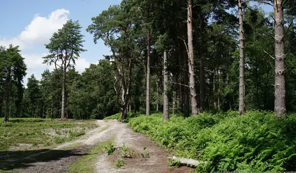 Blackheath Common Walks, Surrey