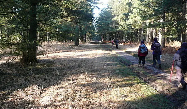 Bramshott Common walk, Surrey