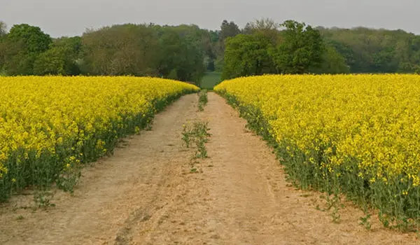 Bransland Woods Walk, Surrey