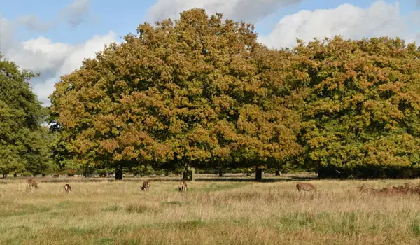 Bushy Park Walks, Surrey