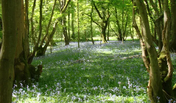 Charlwood Walks, Surrey