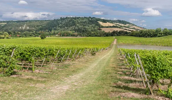 Denbies Wine Estate Walks, Surrey