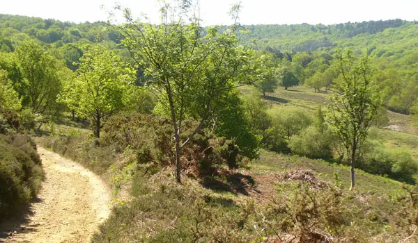 Devils Punch Bowl Walk, Surrey