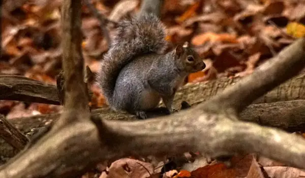 Esher Common Walks, Surrey
