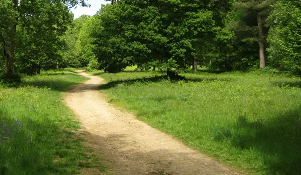 Etherley Copse Walk, Surrey