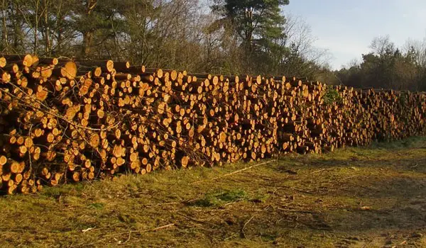 Farley Heath walk, Surrey
