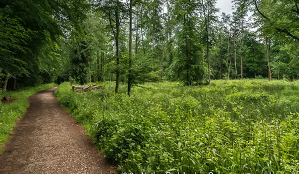 Gomshall Walks, Surrey