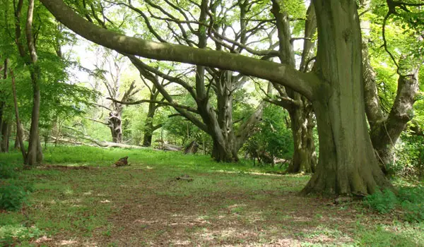 Gravelly Hill Common Walks, Surrey