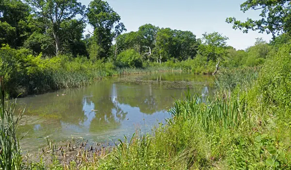 Great Bookham Common walk, Surrey