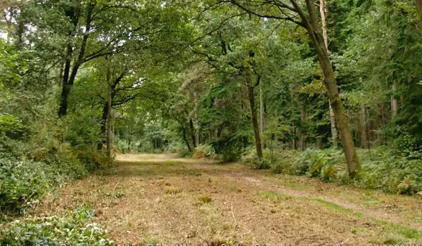 High Ridge Wood Walks, Surrey