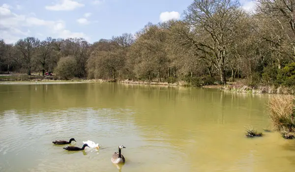 Holmwood Common Walks, Surrey