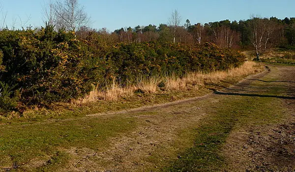 Ludshott Common Walks, Surrey
