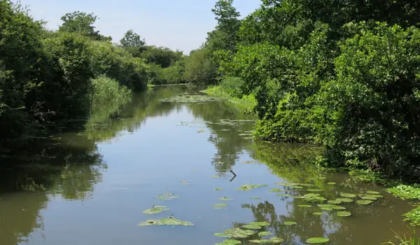 Molesey Heath Walk, Surrey