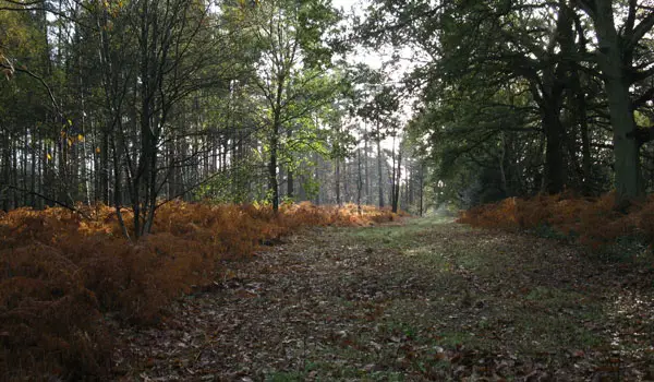 Normandy Walk, Surrey