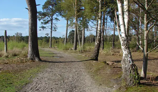 Ockham Common Walks, Surrey