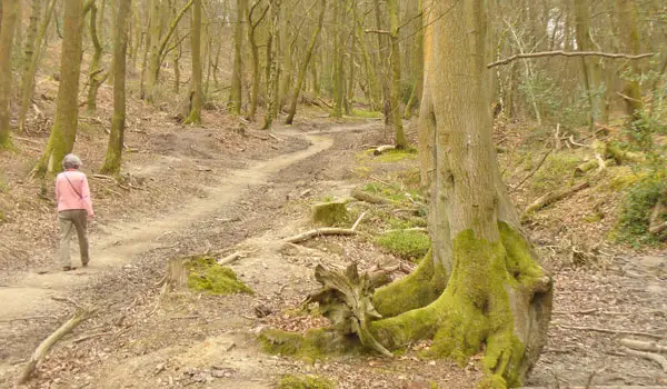 Peaslake Walks, Surrey