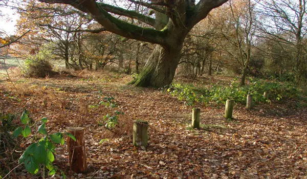 Puttenham Common Walks, Surrey