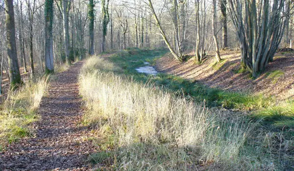 Sidney Wood Walks, Surrey