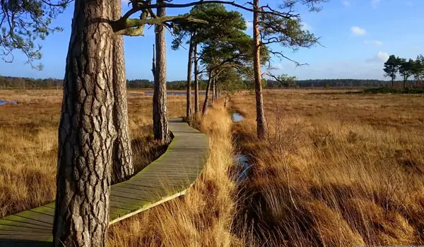 Thursley Common Walks, Surrey
