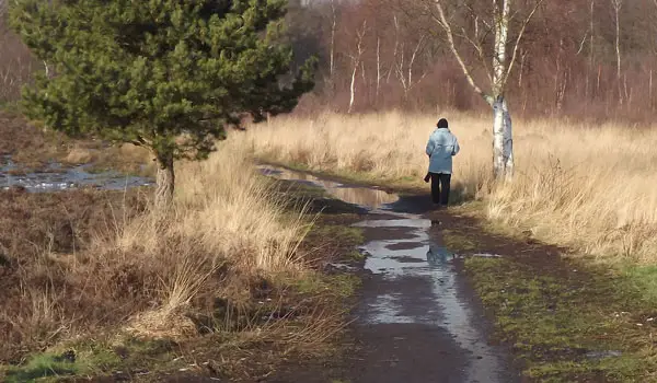 Whitmoor Common walk, Surrey