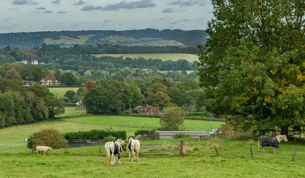 Wotton Walks, Surrey