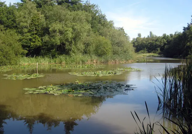 Abbots Wood Walks, Sussex