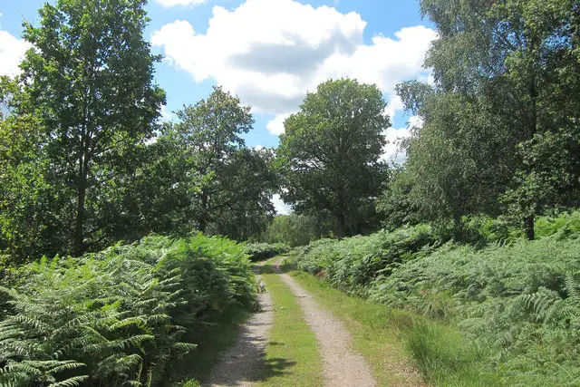 Ashdown Forest Walks, Sussex