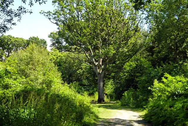 Bexleyhill Walks, Sussex