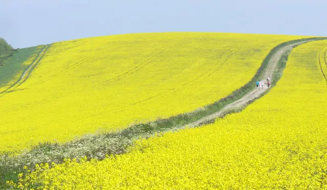 Bignor Hill Walk, Sussex