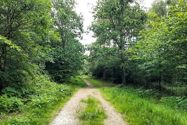 Bixley Wood Walks, Sussex