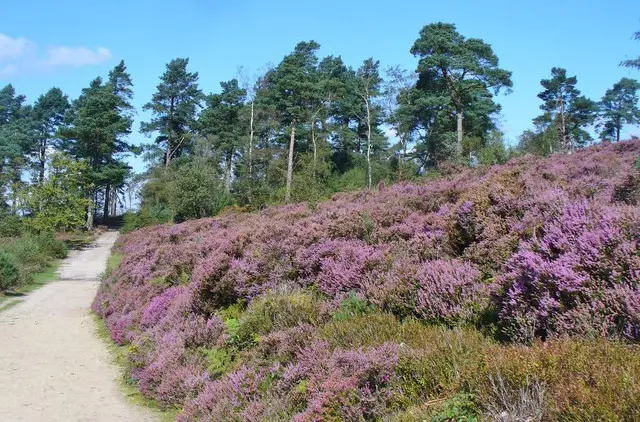 Blackdown Walk and Map, Sussex