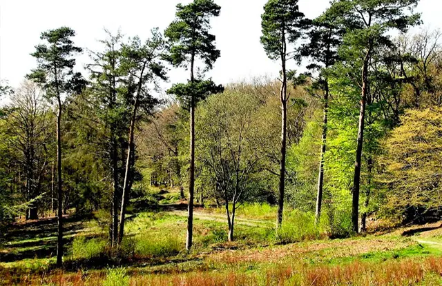 Brede High Woods Walk, Sussex