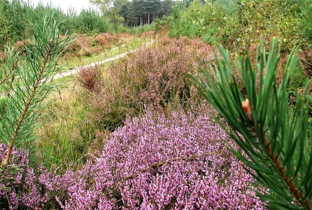 Broadwater Warren Walks, Sussex