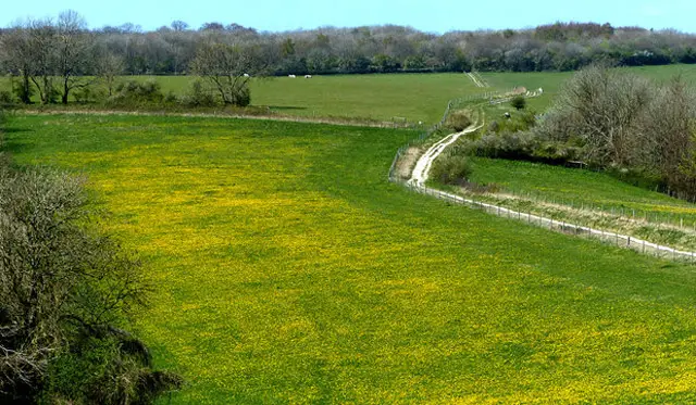 Cocking Hill Walks, Sussex