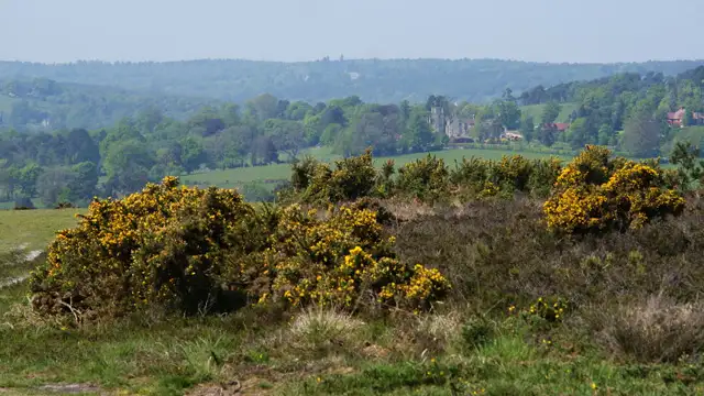 Duddleswell Walks, Sussex