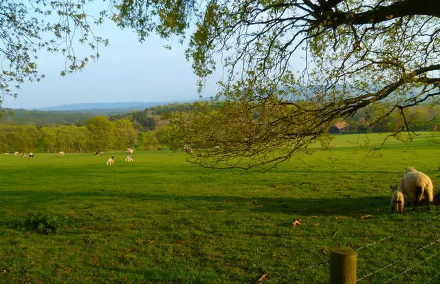 Fernhurst Walk, Sussex