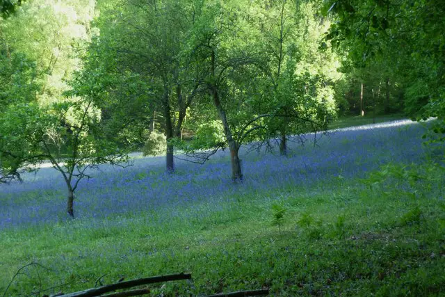Flexham Park Walk, Sussex