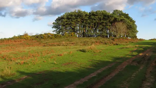 Friends Clump Walks, Sussex