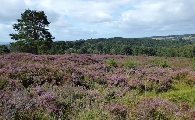 Gills Lap Walks, Sussex