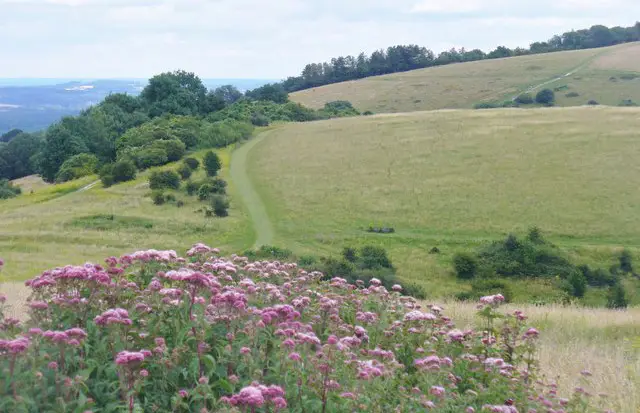 Harting Down Walk and Map, Sussex