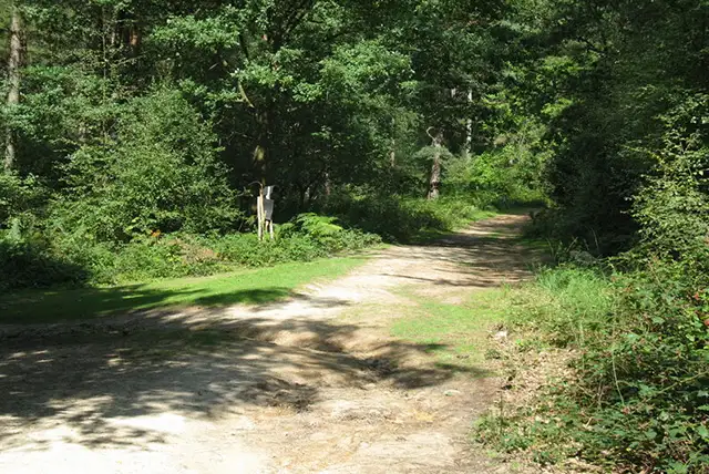 Hornshurst Wood Walks, Sussex