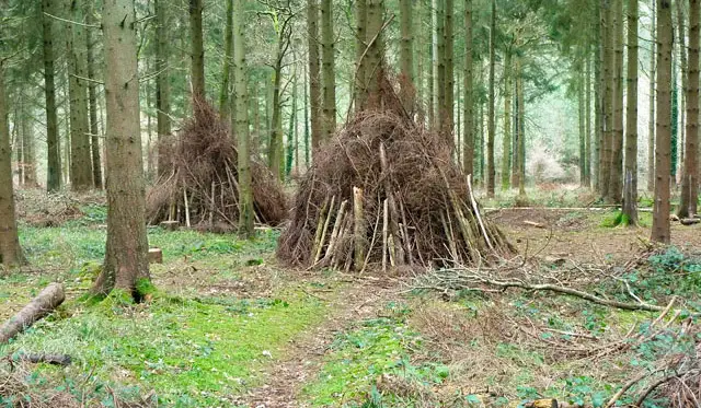 Houghton Forest Walks, Sussex