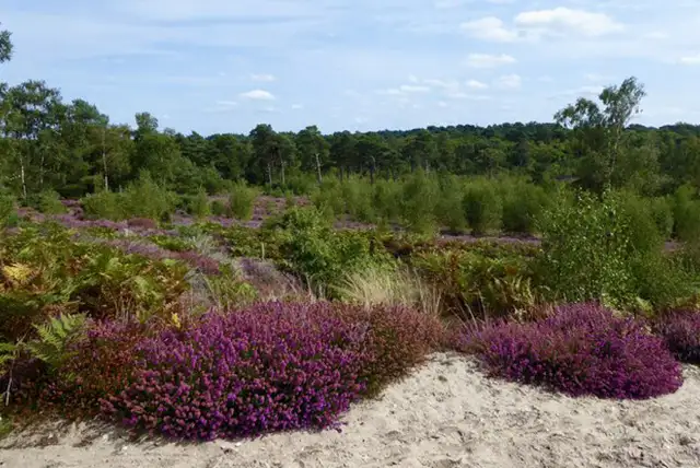 Iping Common Walks, Sussex