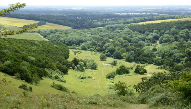 Kingley Vale Walks, Sussex