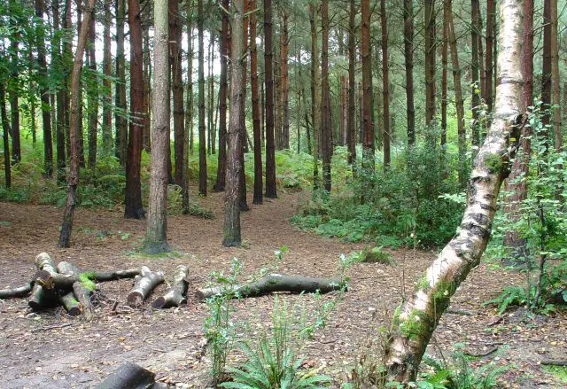 Leechpool Woods Walk, Sussex