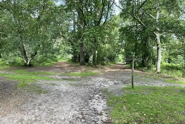 Marley Common Walks, Sussex