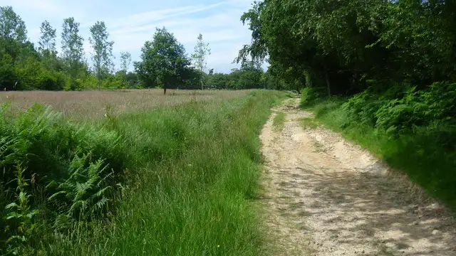Purchase Wood Walks, Sussex
