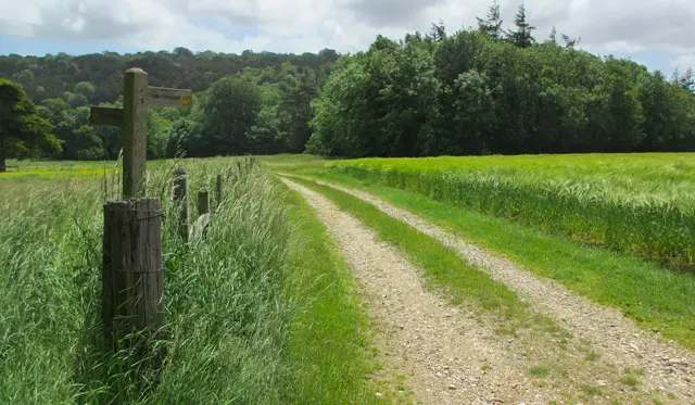Rewell Wood Walk, Sussex