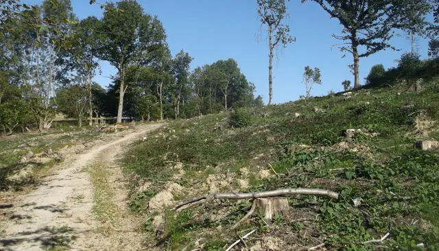 Snape Wood Walk, Sussex
