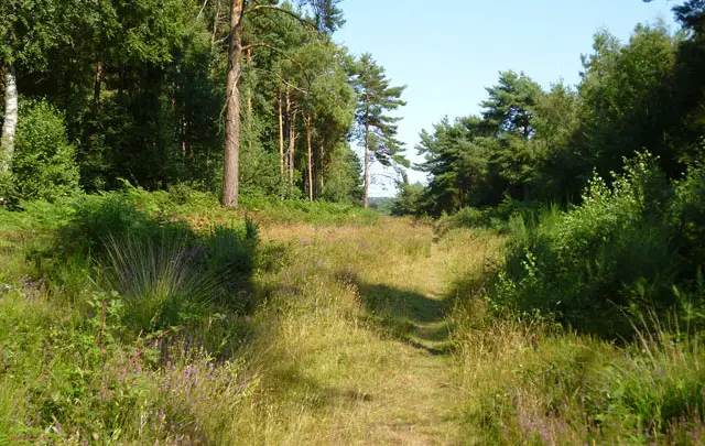 St Leonard's Forest Walks, Sussex